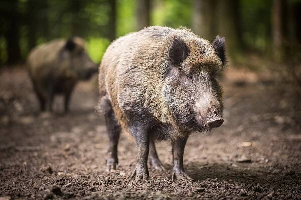 Experiment, který se vymkl: Ameriku dobývají superprasata, žerou i malé savce. Pomoci by mohli „jidáši“