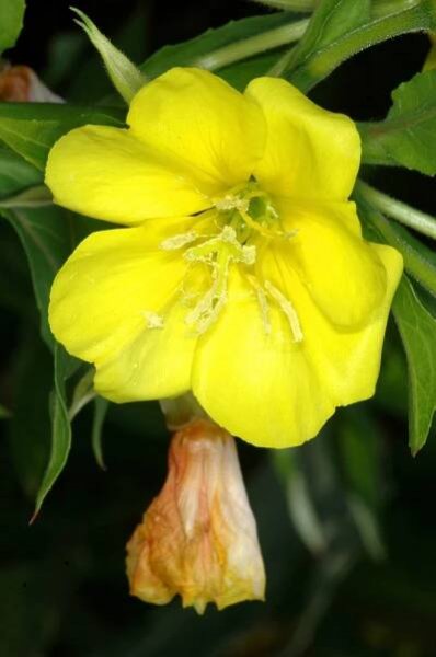Obrázek - Oenothera biennis (pupalka dvouletá) | BioLib.cz