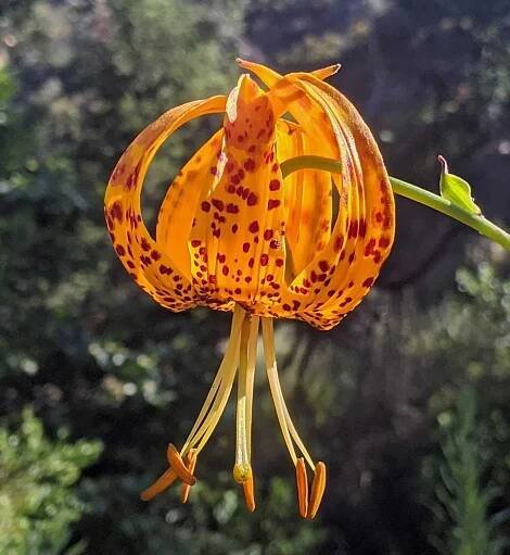 Wild-tiger-lily-in-bloom-california-native-garden - the Plant Native