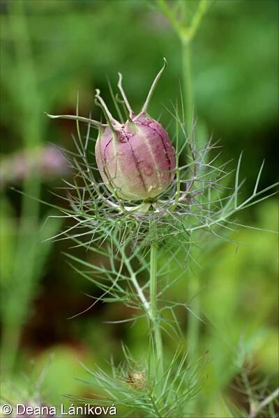 Nigella damascena – černucha damašská