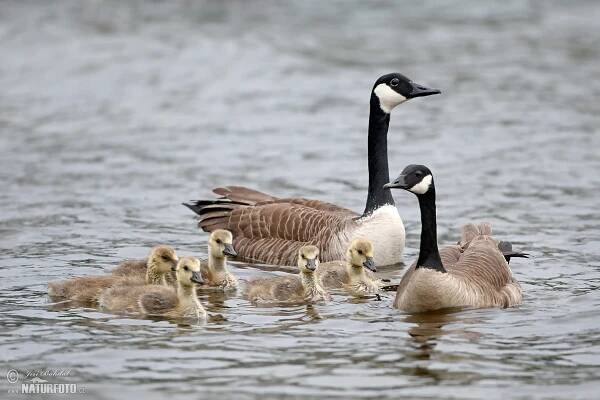 Berneška velká | Naturfoto.cz