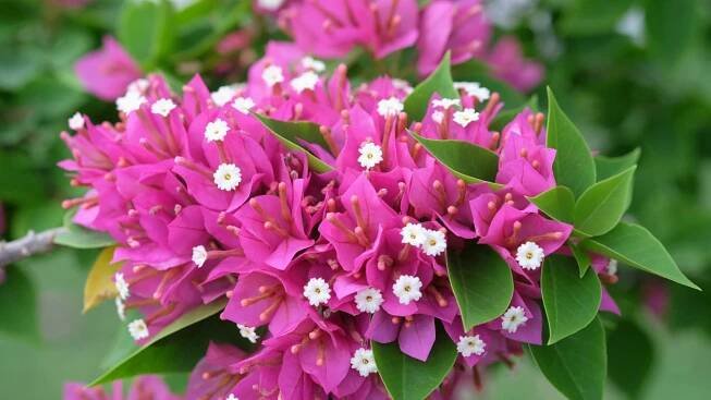 Bugenvilea / Bougainvillea glabra