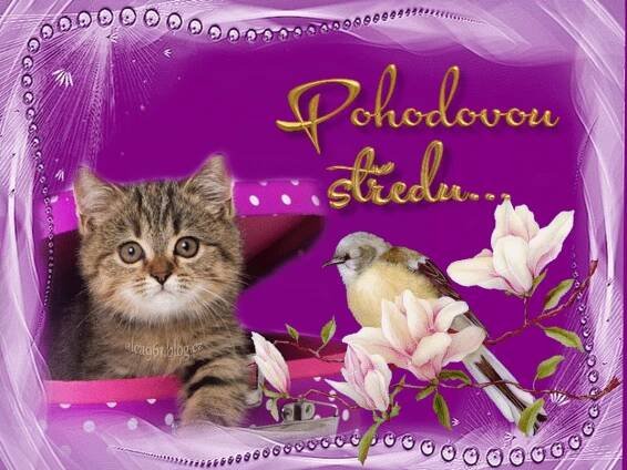 a cat sitting next to a bird and flowers on a purple background with gold lettering
