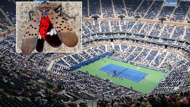 US Open set to be terrorised by sex-crazed BUGS as fans told to call authorities