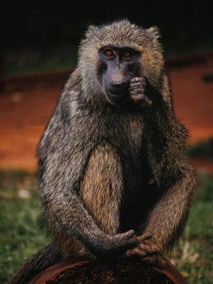 Základová fotografie na téma africké divoké zvěře, africké savany, afrika, anatomie paviána, chování zvířat, denní, divočina