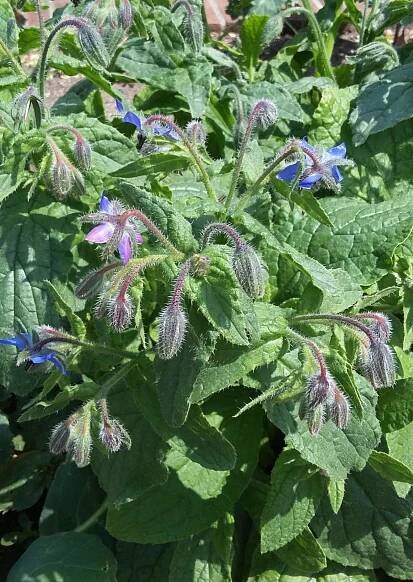 BRUTNÁK LÉKAŘSKÝ (Borago officinalis) - Areál Žireč 