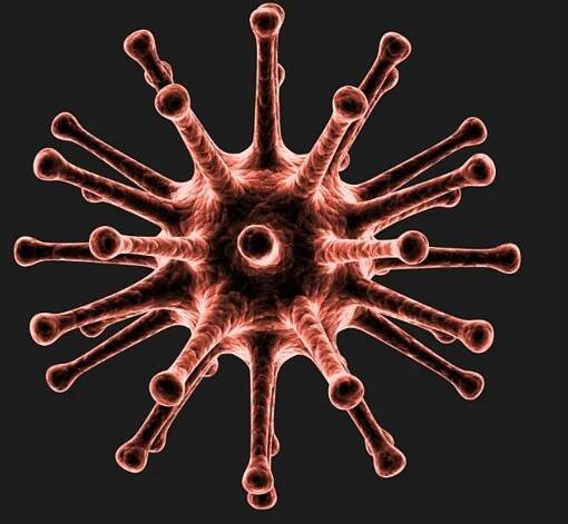 Nipah virus