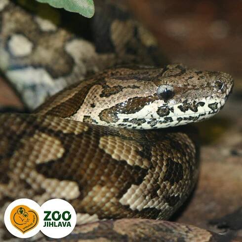 hroznýš Dumerilův | E-shop Zoo Jihlava