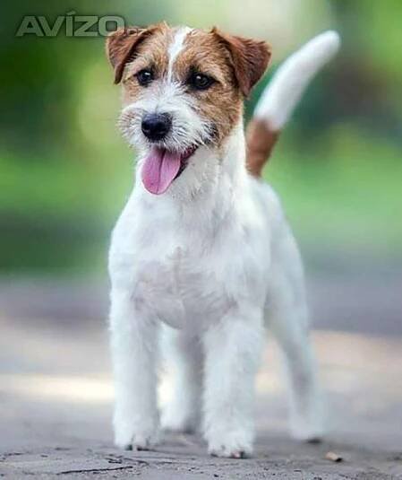 Jack Russell teriér – přitloustlí roztomilouši s PP k odběru - 12