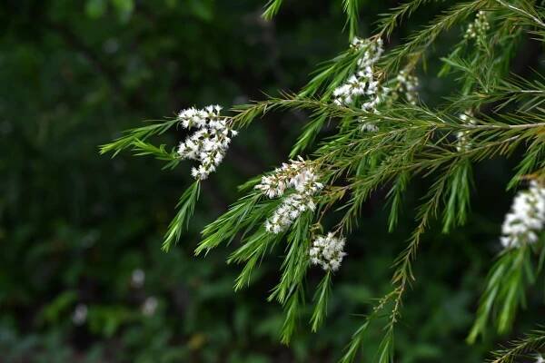 Čajovník (Melaleuca alternifolia) květiny. Věčně zelený strom z čeledi Myrtaceae původem z Austrálie. Vonné, opeřené bílé květy kvetou začátkem léta. — Stock obrázek