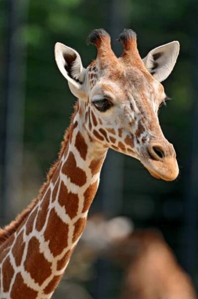 Portrait of a giraffe | Giraffe pictures, Animals beautiful, Animal drawings