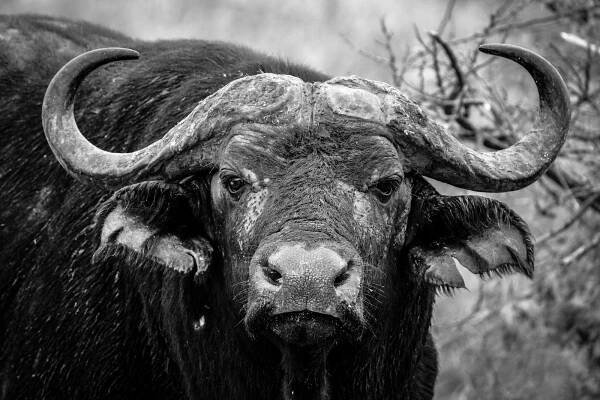 bezplatná Základová fotografie zdarma na téma africký buvol, buvol, býložravec Základová fotografie