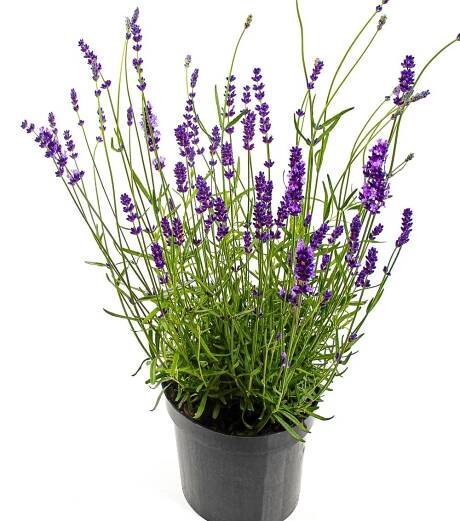 Lavender in a pot growing indoors.  The plant is small with tiny flowers but in full bloom and vibrantly purple. 