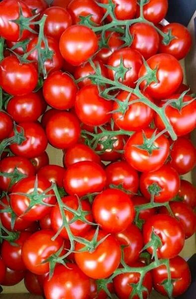 Farma z Rohoznice Rajčata keříková koktejlová Tomíno Nizozemí 500 g balení