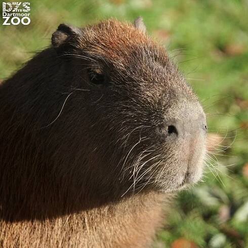 Dartmoor Zoo (7)