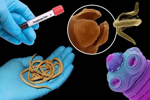 Paraziti jsou v ohrožení. Jenže imunita ztrácí nepřítele a napadá vlastní tělo