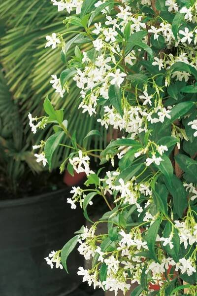 Grow by OBI Jasmínovník vonný "Rhyncospermum jasminoides", 18 l, v. 90 cm nakoupit u OBI