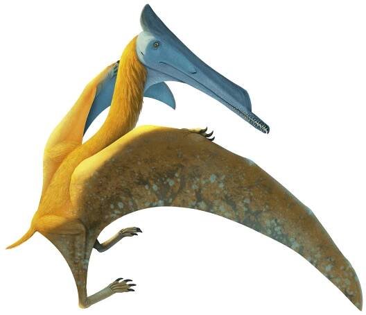 Elanodactylus