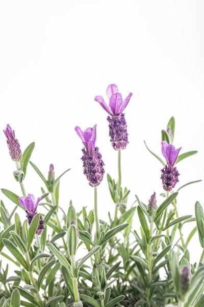 Levandule smilovitá, Lavandula stoechas Anouk, skladem | ZAZUMi.cz