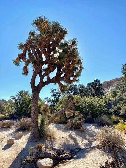 Day trips from Las Vegas--Joshua Tree National Park