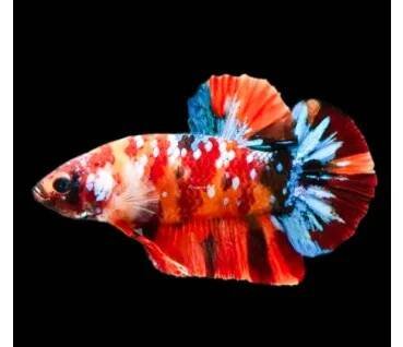 Betta Koi