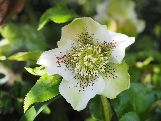 Variedades de Helleborus o rosa de Navidad en diferentes colores