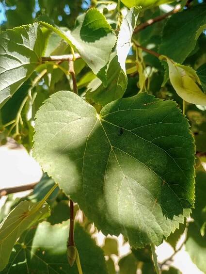 Littleleaf Linden