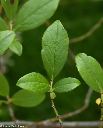 Vaccinium corymbosum – brusnice chocholičnatá