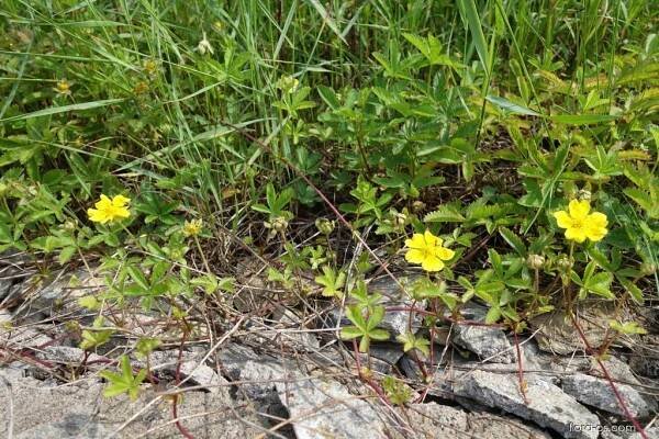 Mochna plazivá (Potentilla reptans)