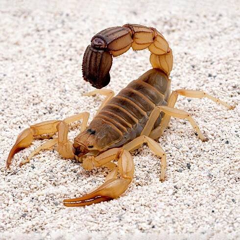 členovci: Arthropoda – největší kmen bezobratlých živočichů
