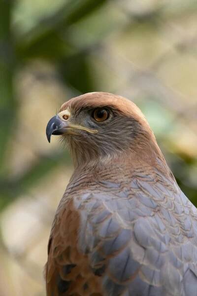 bezplatná Detailní Záběr Na Savanna Hawk  Základová fotografie