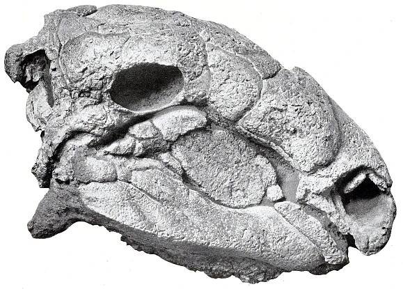 Panoplosaurus – Wikipedie