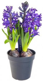 Hyacint modrý, rychlený, květináč 10 - 12 cm skladem
