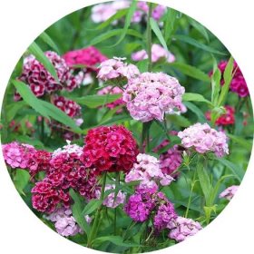 Hvozdík vousatý - Dianthus barbatus ´Spring Charm Mix´