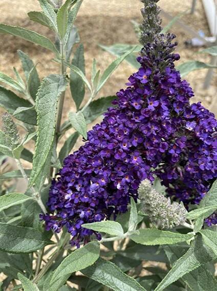 Motýlí keř  AKCE - Buddleia davidii 'MIDNIGHT BLUE' (kont. 1,5 litrů)