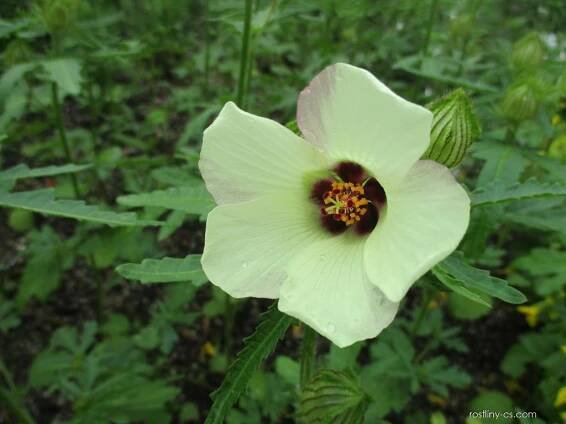 Ibišek trojdílný - Hibiscus trionum 4