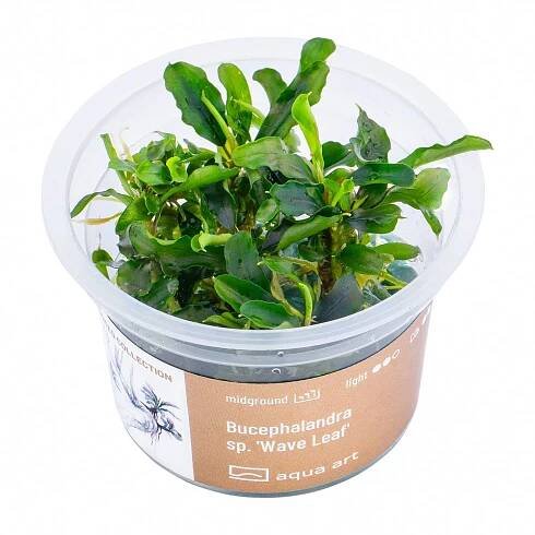 Bucephalandra sp. 'Wave leaf' invitro