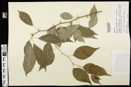 Maclura pomifera - Species Page - APA: Alabama Plant Atlas 