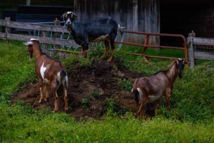Government Subsidy for Goat Farming in Gujarat: Eligibility, Documents, and Application Process 8