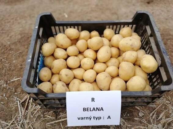 Belana Balení: 5 kg