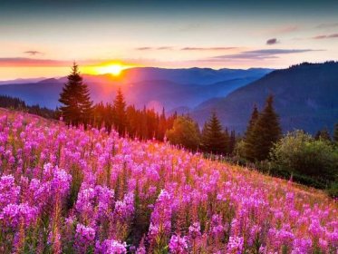 Fotografie krásné letní přírody. 100 obrázků na ploše zdarma