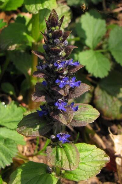 Zběhovec plazivý (Ajuga reptans)