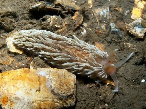Aeolidiella glauca - Wikipedia