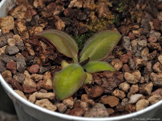 Pinguicula parvifolia – - Carnivorous Plant Database