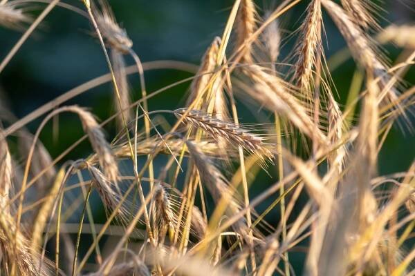 Žito Kukuřice Sklizeň - Fotografie zdarma na Pixabay