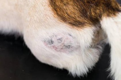 Close-up fotografie psí kůže s hot-spot — Stock obrázek