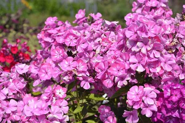 Phlox paniculata " Anastasia " - flox, plamenka Zahradnictví Krulichovi - zahradnictví, květinářství, trvalky, skalničky