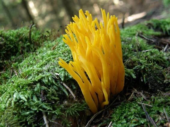 Mushrooms - Karkonoski Park Narodowy