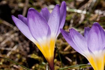 Šafrán setý (Crocus sativus) - VMD drogerie a parfumerie