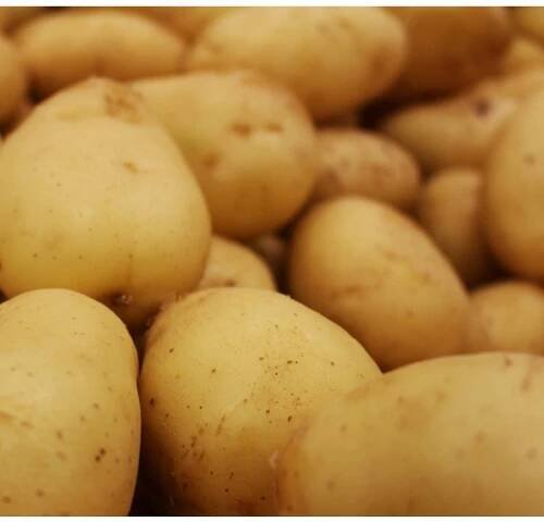 Sadbové brambory Sunshine - Solanum tuberosum - žluté velmi rané - 5 kg
